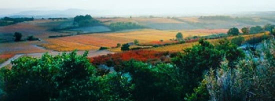 Vineyards in the late afternoon autumn light Provence-Alpes-Cote dAzur France Canvas Art - Panoramic Images (18 x 7)