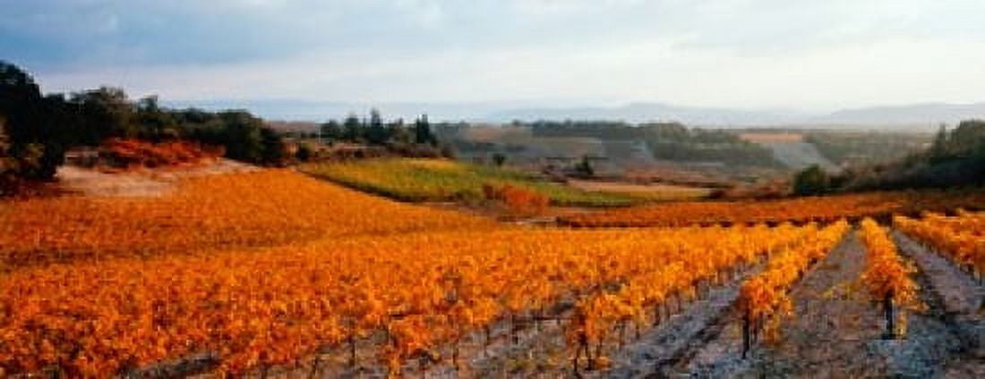 Vineyards in the late afternoon autumn light Provence-Alpes-Cote dAzur France Canvas Art - Panoramic Images (30 x 12)