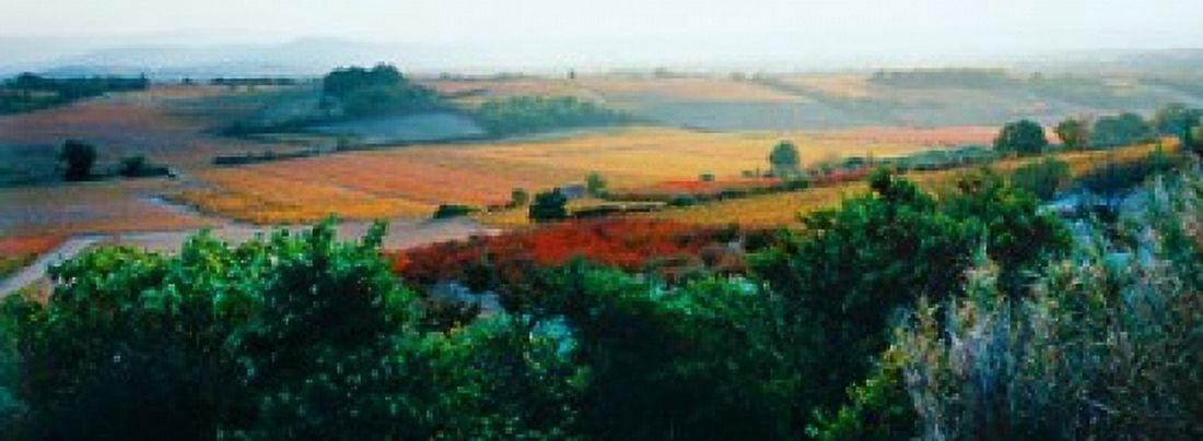 Vineyards in the late afternoon autumn light Provence-Alpes-Cote dAzur France Canvas Art - Panoramic Images (36 x 13)
