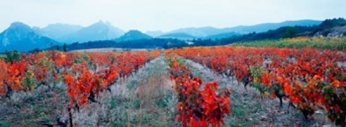 Vineyards in the late afternoon autumn light Provence-Alpes-Cote dAzur France Canvas Art - Panoramic Images (36 x 13)