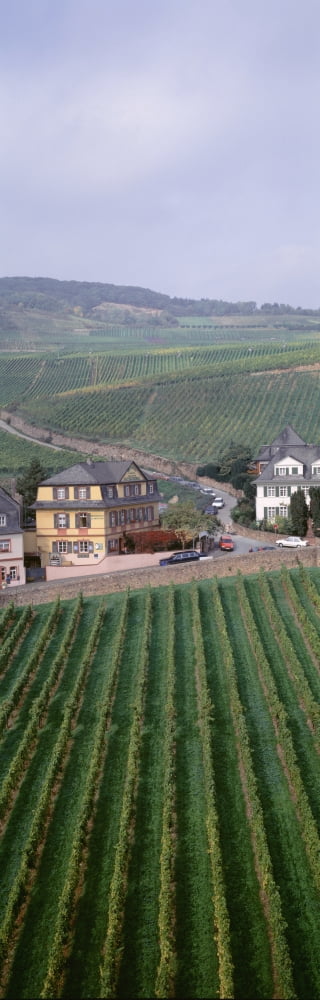 Vineyards in town of Rudesheim am Rhein Hesse Germany Canvas Art - Panoramic Images (12 x 36)