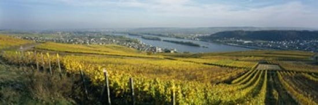 Vineyards near a town Rudesheim Rheingau Germany Canvas Art - Panoramic Images (18 x 6)