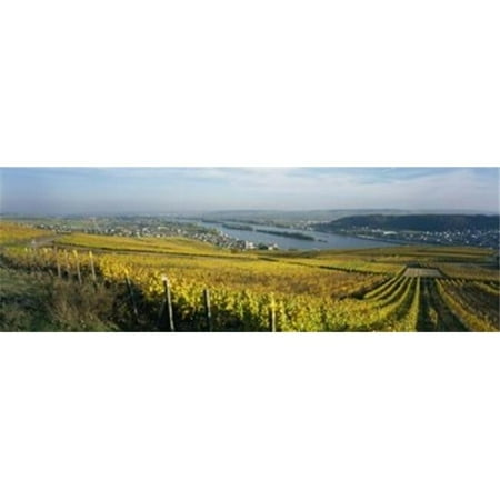 Vineyards near a town Rudesheim Rheingau Germany Poster Print by - 36 x 12