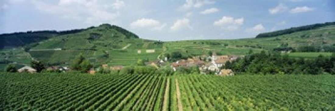 Vineyards near a village Oberbergen Der Vogelsangpass Bereich Kaiserstuhl Baden-Wurttemberg Germany Canvas Art - Panoramic Images (18 x 6)