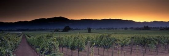 Vineyards on a landscape Napa Valley California USA Canvas Art - Panoramic Images (18 x 6)