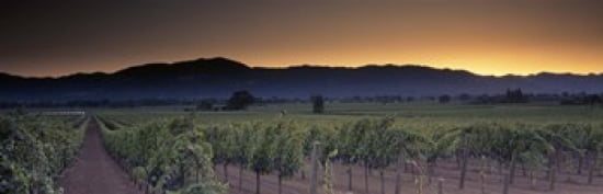 Vineyards on a landscape Napa Valley California USA Canvas Art - Panoramic Images (36 x 12)