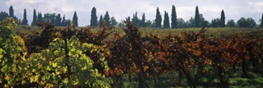 Vineyards with trees in the background Apennines Emilia-Romagna Italy Canvas Art - Panoramic Images (18 x 6)