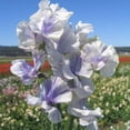 thumbnail image 1 of Vining Lathyrus Odoratus Bicolor Blue Ripple Sweet Peas Seeds - 200 Seeds, 1 of 1