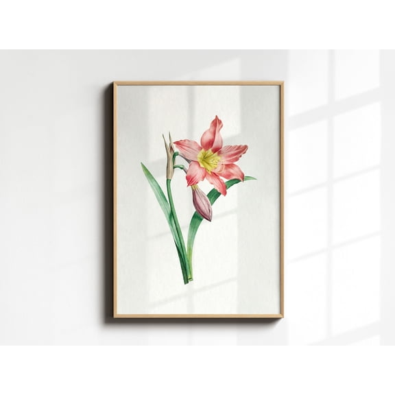 Vintage Amaryllis Flower, Botanical Wall Art, Antique Redoute Red Amaryllis Poster, Floral Illustration Stipple Engraving493, Unframed Poster Size 24x36