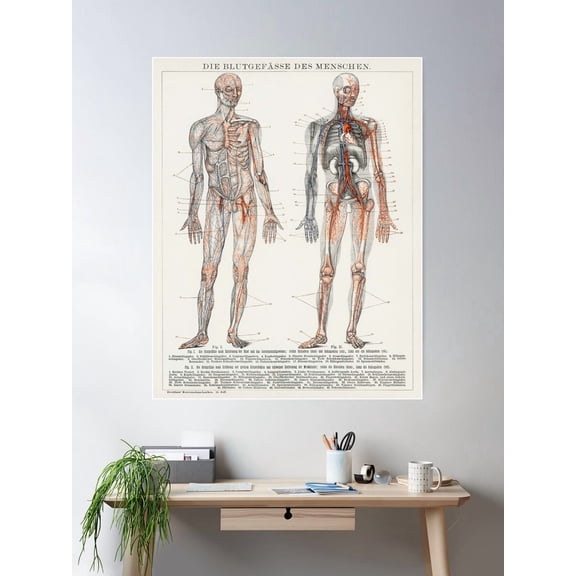 Vintage Anatomy | Cardiovascular System Poster Wall Art, Modern Wall Decor For Living Room Bedroom, 24x36 UNFRAMED