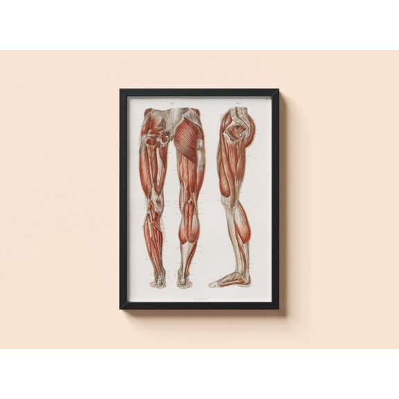 Vintage Anatomy Poster Leg Muscles Human Body Wall Art, Unframed Paper Poster 8x10in