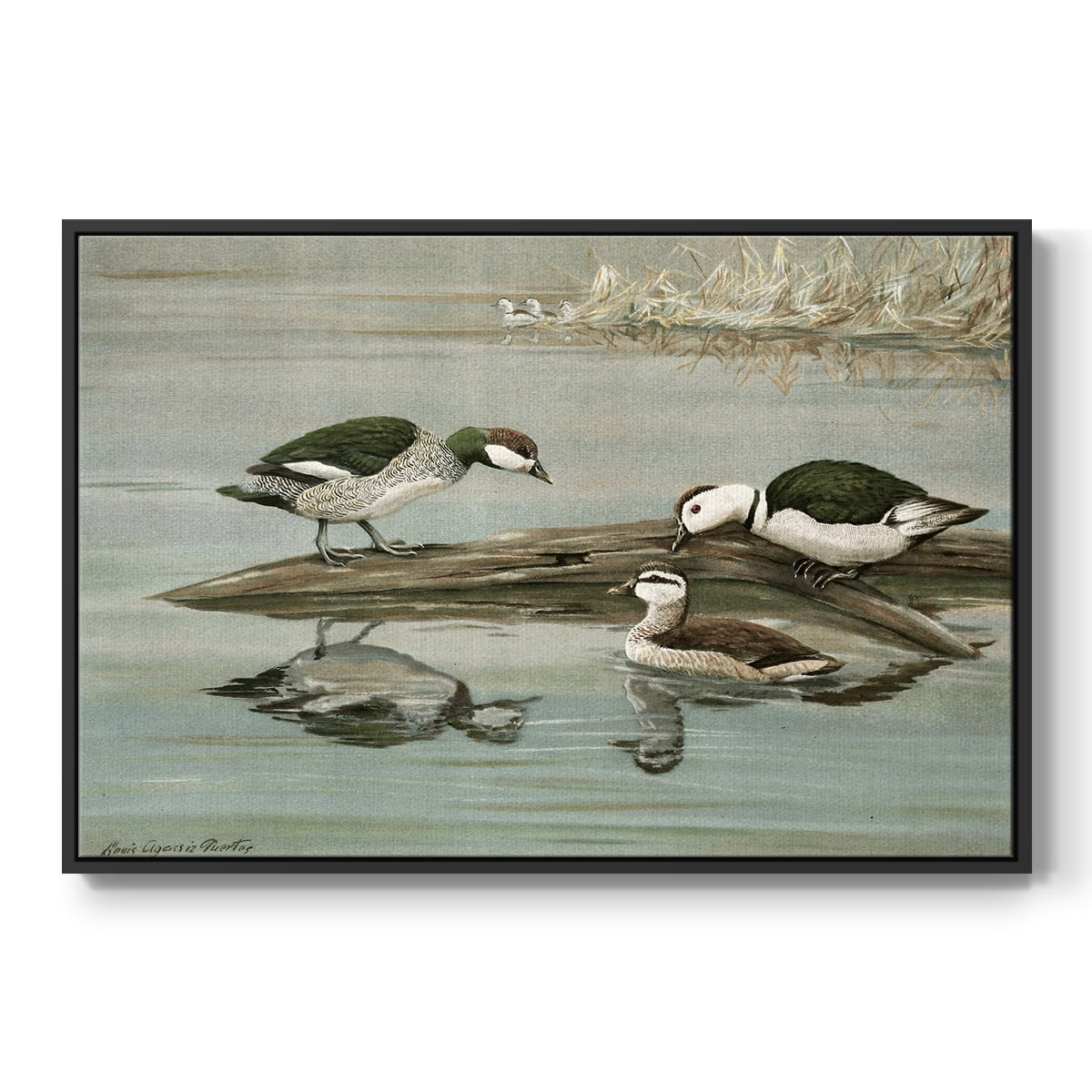 Vintage Animal Print-XIX By Wexford Home Framed in Black Wood Gallery Wrapped Canvas 27 in. x 41 in.