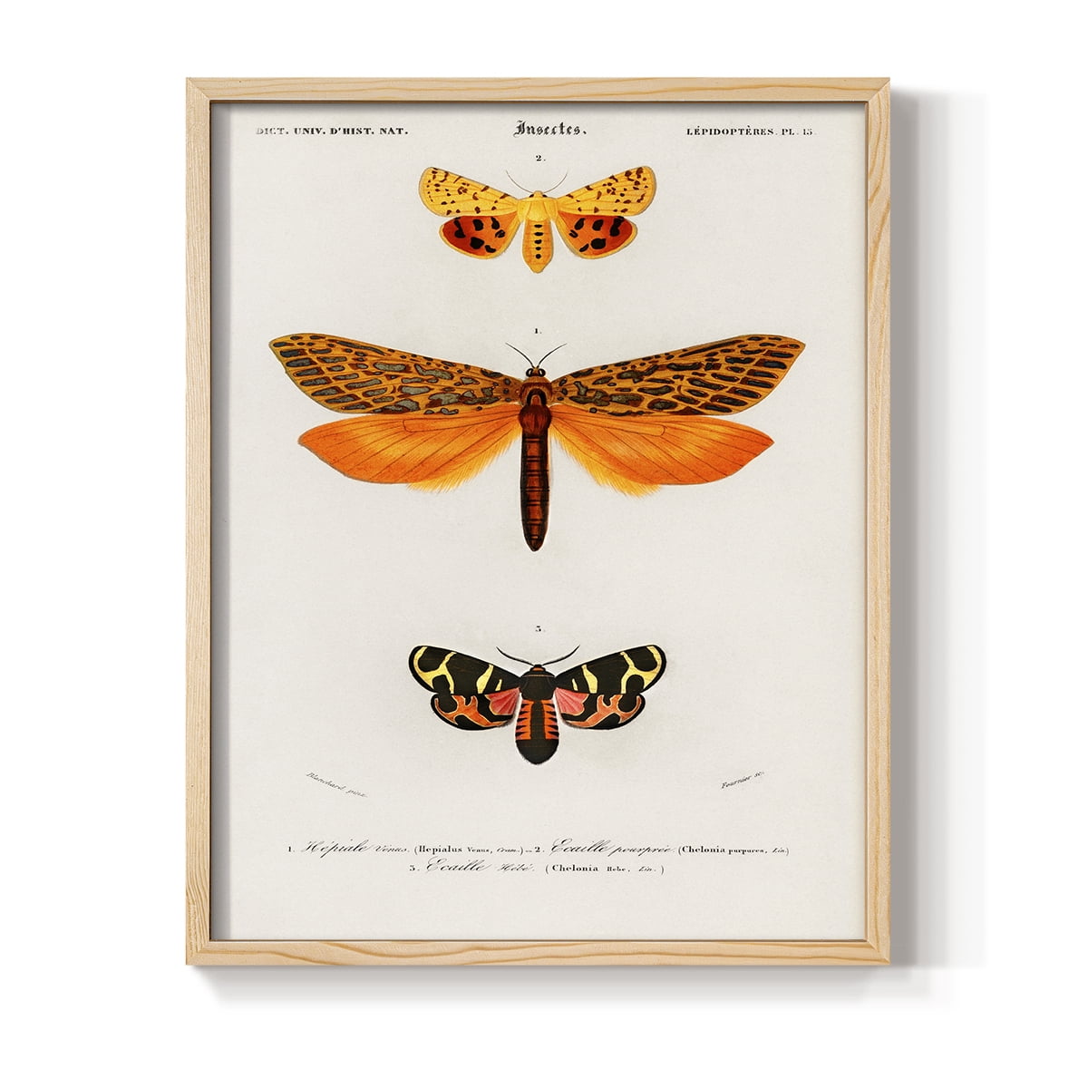 Vintage Animal Print XXIV - 14in. x 11in. Vintage Framed Print in Natural Wood Frame