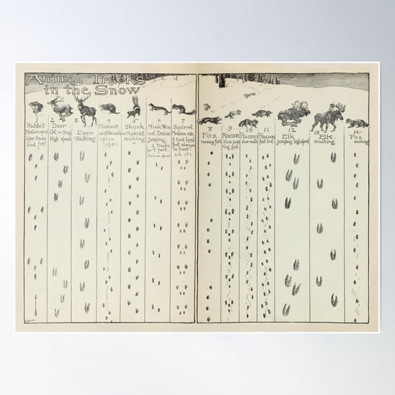 Vintage Animal Tracks In The Snow Diagram Wall Art Poster, 24x36 UNFRAMED