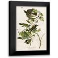 thumbnail image 1 of Vintage Apple Collection 10x14 Black Modern Framed Museum Art Print Titled - Small Green Crested Flycatcher, 1 of 5