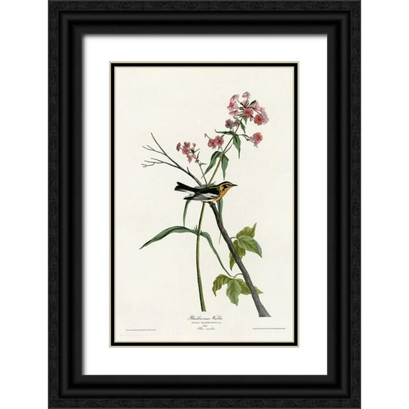 Vintage Apple Collection 10x14 Black Ornate Wood Framed with Double Matting Museum Art Print Titled - Blackburnian Warbler