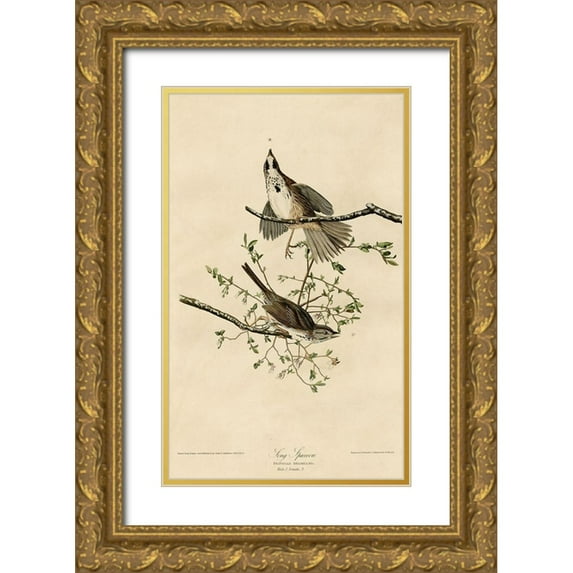 Vintage Apple Collection 10x14 Gold Ornate Wood Framed with Double Matting Museum Art Print Titled - Song Sparrow