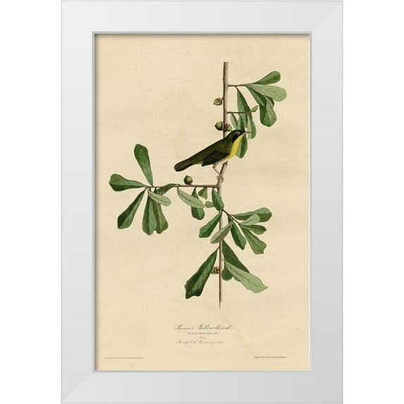 Vintage Apple Collection 10x14 White Modern Wood Framed Museum Art Print Titled - Roscoesyellow Throat