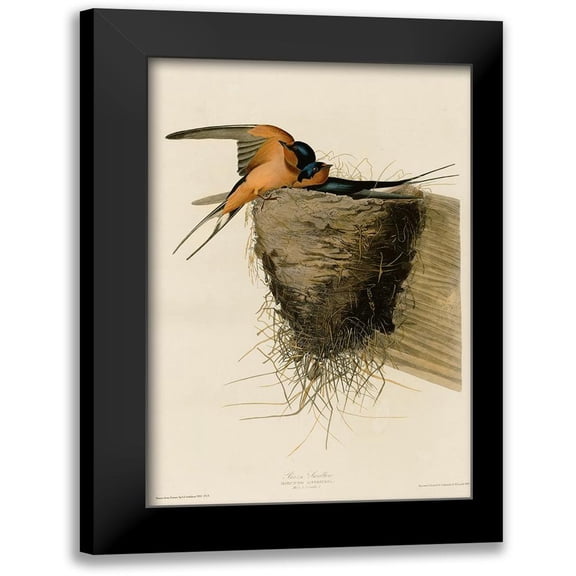 Vintage Apple Collection 11x14 Black Modern Framed Museum Art Print Titled - Barn Swallow