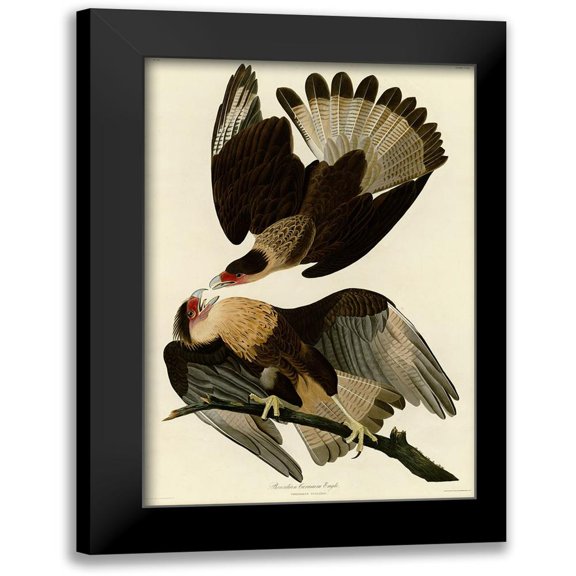 Vintage Apple Collection 11x14 Black Modern Framed Museum Art Print Titled - Brasilian Caracara Eagle