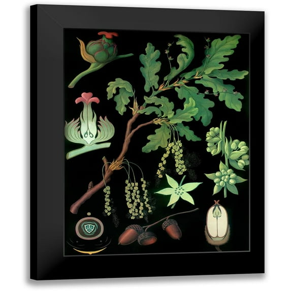 Vintage Apple Collection 11x14 Black Modern Framed Museum Art Print Titled - Oak
