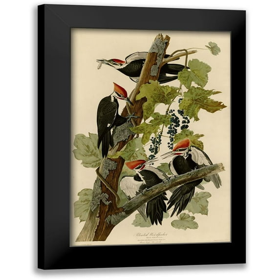 Vintage Apple Collection 11x14 Black Modern Framed Museum Art Print Titled - Pileated Woodpecker