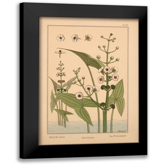 Vintage Apple Collection 11x14 Black Modern Framed Museum Art Print Titled - Plate 25 - Arrow-Head