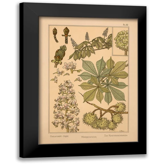 Vintage Apple Collection 11x14 Black Modern Framed Museum Art Print Titled - Plate 52 - Chestnut-tree