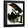 thumbnail image 1 of Vintage Apple Collection 11x14 Black Modern Framed Museum Art Print Titled - Turkey Buzzard, 1 of 5