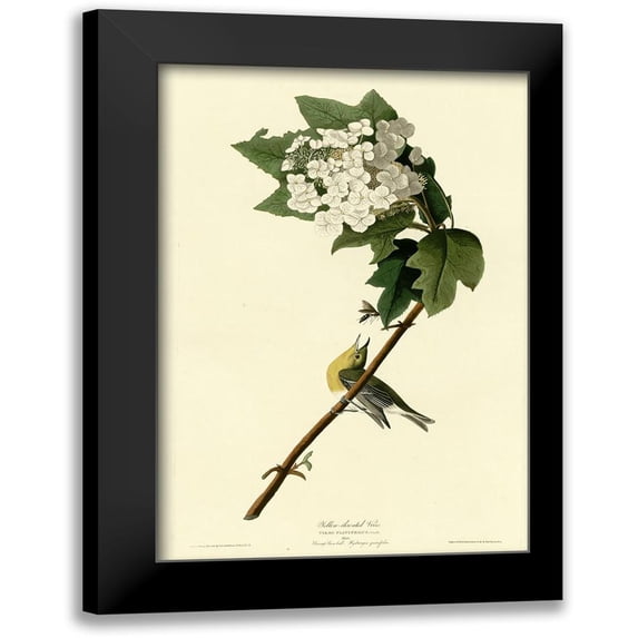Vintage Apple Collection 11x14 Black Modern Framed Museum Art Print Titled - Yellow Throated Vireo