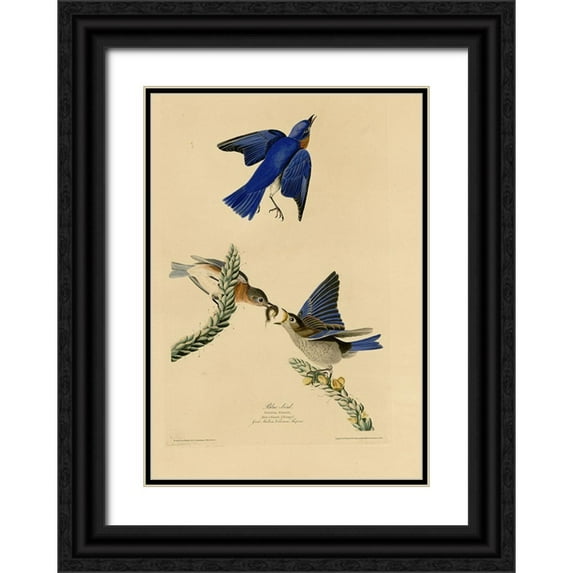 Vintage Apple Collection 11x14 Black Ornate Wood Framed with Double Matting Museum Art Print Titled - Bluebird
