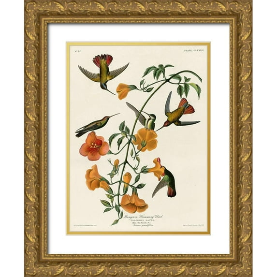 Vintage Apple Collection 11x14 Gold Ornate Wood Framed with Double Matting Museum Art Print Titled - Mangrove Hummingbird
