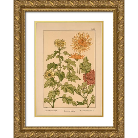Vintage Apple Collection 11x14 Gold Ornate Wood Framed with Double Matting Museum Art Print Titled - Plate 70 - Chrysanthemum
