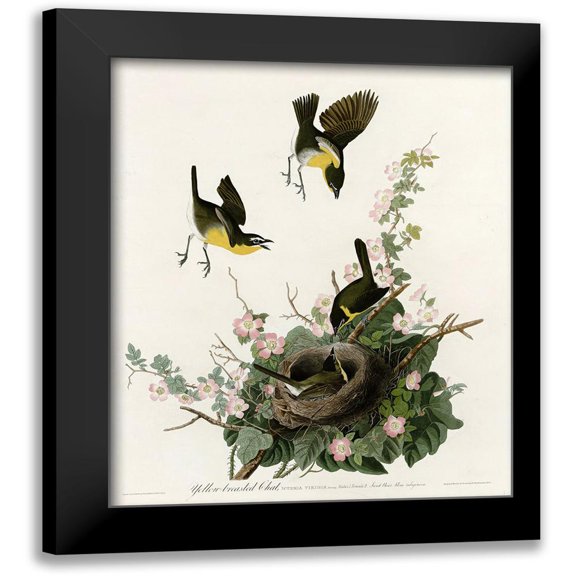 Vintage Apple Collection 12x14 Black Modern Framed Museum Art Print Titled - Yellowbreasted Chat
