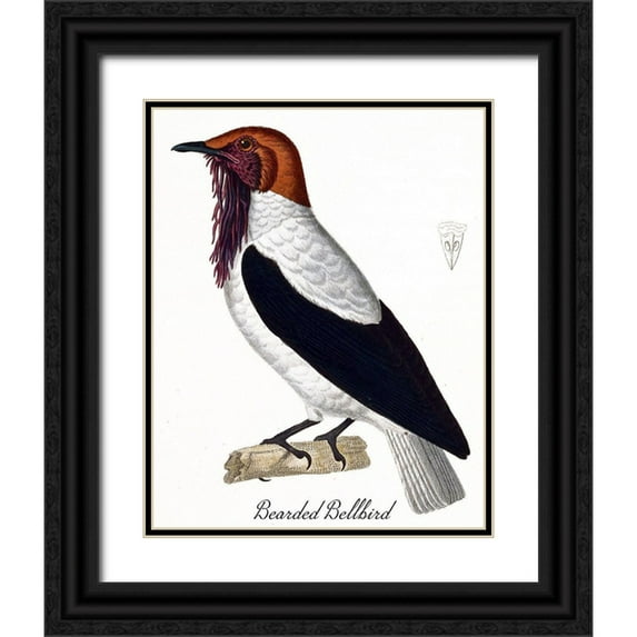 Vintage Apple Collection 12x14 Black Ornate Wood Framed with Double Matting Museum Art Print Titled - Bearded Bellbird