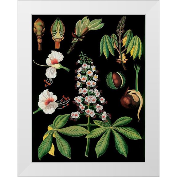 Vintage Apple Collection 12x14 White Modern Wood Framed Museum Art Print Titled - Horse Chestnut