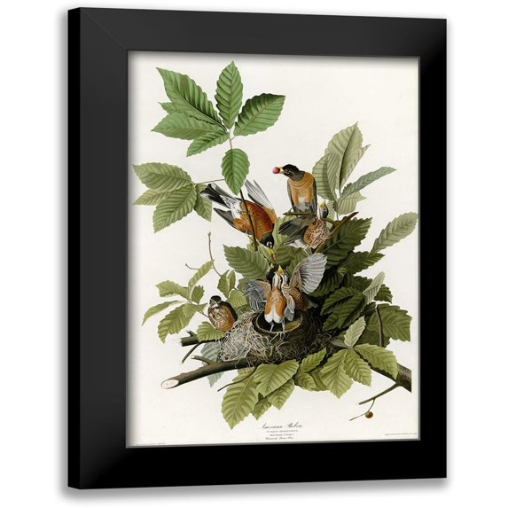 Vintage Apple Collection 13x18 Black Modern Framed Museum Art Print Titled - American Robin