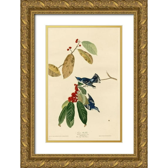 Vintage Apple Collection 13x18 Gold Ornate Wood Framed with Double Matting Museum Art Print Titled - Azure Warbler