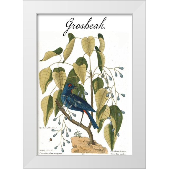 Vintage Apple Collection 13x18 White Modern Wood Framed Museum Art Print Titled - Grosbeak