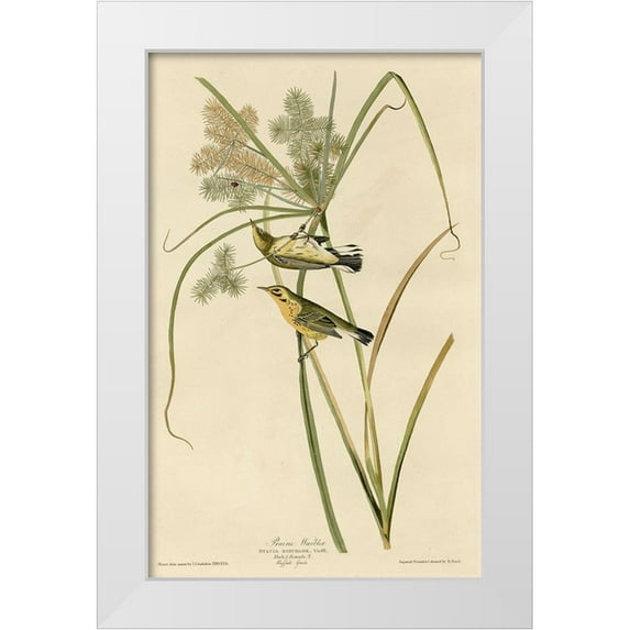 Vintage Apple Collection 13x18 White Modern Wood Framed Museum Art Print Titled - Prairie Warbler