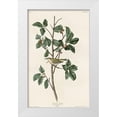 thumbnail image 1 of Vintage Apple Collection 13x18 White Modern Wood Framed Museum Art Print Titled - Tennessee Warbler, 1 of 4