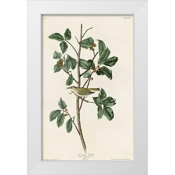 Vintage Apple Collection 13x18 White Modern Wood Framed Museum Art Print Titled - Tennessee Warbler