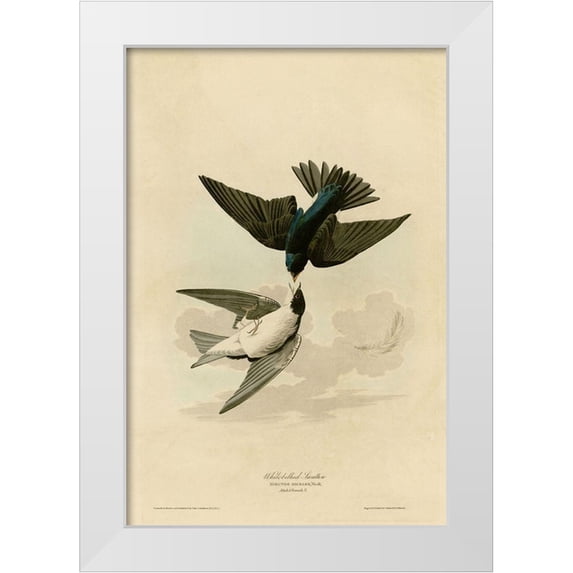 Vintage Apple Collection 13x18 White Modern Wood Framed Museum Art Print Titled - White Bellied Swallow
