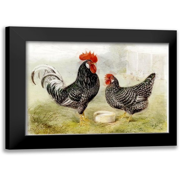 Vintage Apple Collection 14x11 Black Modern Framed Museum Art Print Titled - Roosters
