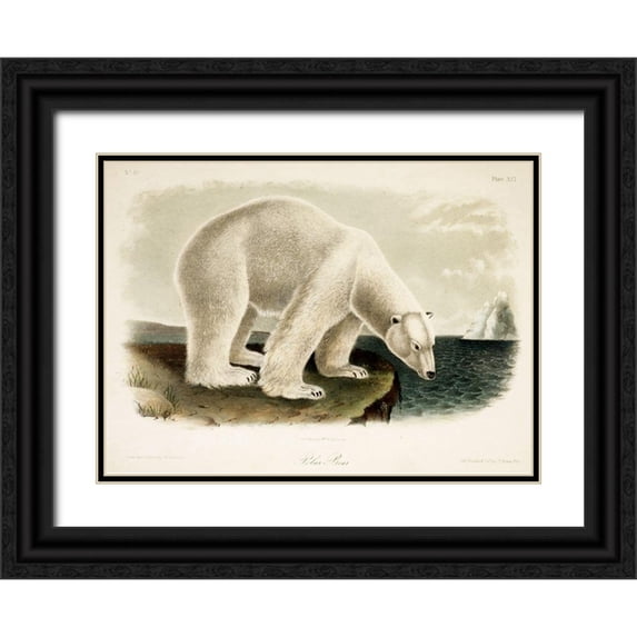 Vintage Apple Collection 14x11 Black Ornate Wood Framed with Double Matting Museum Art Print Titled - Polar Bear
