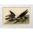 thumbnail image 1 of Vintage Apple Collection 14x11 White Modern Wood Framed Museum Art Print Titled - Greatfooted Hawk, 1 of 4