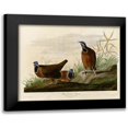 thumbnail image 1 of Vintage Apple Collection 14x12 Black Modern Framed Museum Art Print Titled - Blue Headed Pigeon, 1 of 5