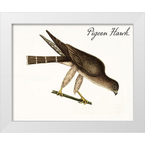 Vintage Apple Collection 14x12 White Modern Wood Framed Museum Art Print Titled - Pigeon Hawk