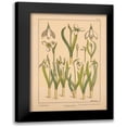 thumbnail image 1 of Vintage Apple Collection 14x18 Black Modern Framed Museum Art Print Titled - Plate 31 - Snowdrop, 1 of 5