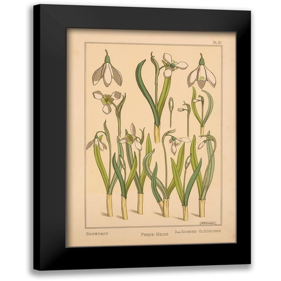 Vintage Apple Collection 14x18 Black Modern Framed Museum Art Print Titled - Plate 31 - Snowdrop